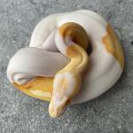 Albino piebald male 400 euro