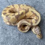 Banana enchi pastel female
250 euro