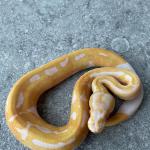 HC albino pied male 400 euro