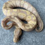 Banana pastel hetero piebald female
300 euro