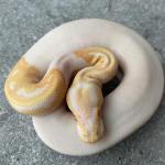 Albino piebald male 400 euro