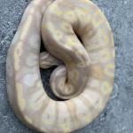 SUPER banana pastel hetero pied male FEMALE MAKER  400 euro