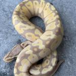 Banana pastel pos het DG male 
femalemaker  150 euro