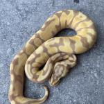 Enchi pastel banana female
250 euro